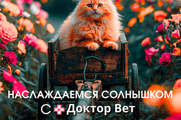 Наслаждаемся теплом с «Доктор Вет»!