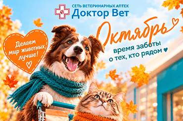 Яркий октябрь в «Доктор Вет»